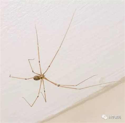 客廳 家裡會出現的蜘蛛
